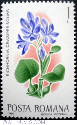 Image #1 of 1 Leu - Eichhornia crasipes salms