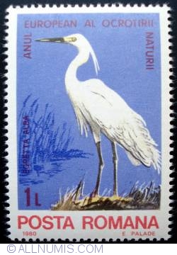 1 Leu - Egretta alba