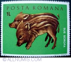 Image #1 of 1 Leu - Wild Boar (Sus scrofa)