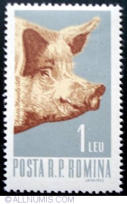 Image #1 of 1 Leu - Domestic Pig (Sus scrofa domestica)
