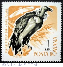 1 Leu - Griffon Vulture (Gyps fulvus)