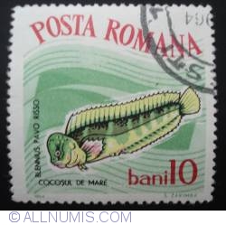 10 Bani 1964 - Cocosul de mare (Salaria pavo)