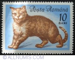 10 Bani - Specie de pisica persana
