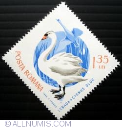 Image #1 of 1.35 Lei - Mute Swan (Cygnus olor)