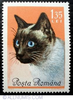 Image #1 of 1.35 Lei - Specie de pisica Siameza