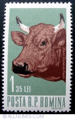 1.35 Lei - Female Cattle (Bos primigenius taurus)