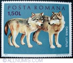 1.50 Lei - Gray Wolf (Canis lupus lupus)