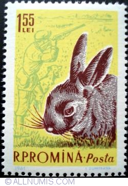 Image #1 of 1.55 Lei - Rabbit