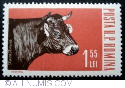 1.55 Lei - Female Cattle (Bos primigenius taurus)