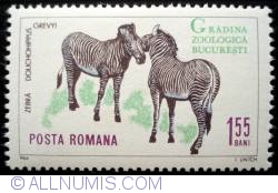 1.55 Bani - Zebra (Equus grevyi)