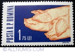 Image #1 of 1.75 Lei - Domestic Pig (Sus scrofa domestica)