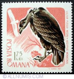Image #1 of 1.75 Lei - Vultur plesuv negru  (Aegypius monachus)