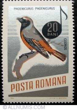 20 Bani - Common Redstart (Phoenicurus phoenicurus)
