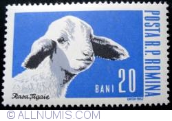 20 Bani - Domestic Sheep (Ovis ammon aries)