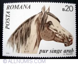 20 Bani - Arabian Horse - Pur sange arab