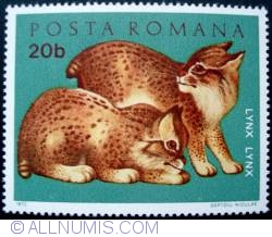 20 Bani - Eurasian Lynx (Lynx lynx)