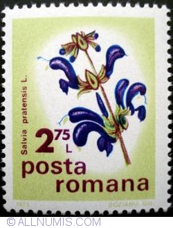 Image #1 of 2.75 Lei - Salvia pratensisi L