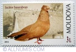 3 Lei 2012 - Jucator basarabean-Pigeons