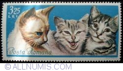 3.25 Lei - Siamese, Persian and European Cat