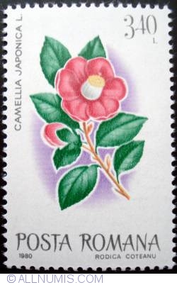 3.40 Lei - Camellia japonica L