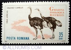 35 Bani - Common Ostrich (Struthio camelus)