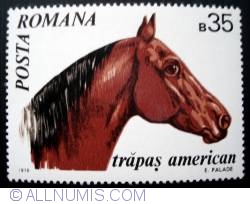 35 Bani - American Trotter Horse - Trapas american