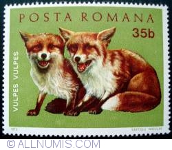 35 Bani - Red Fox (Vulpes vulpes)