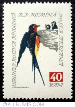 40 Bani - Barn Swallow