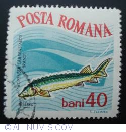 40 Bani 1964 - Russian sturgeon (Acipenser gueldenstaedti)