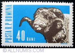 Image #1 of 40 Bani - Merino Ram (Ovis orientalis aries)