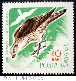 40 Bani - Soim dunarean (Falco cherrug)