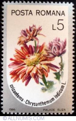 5 Lei - Crizantema - Chrysanthemum indicum