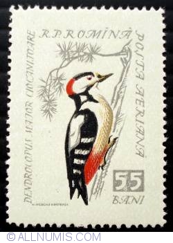 55 Bani - Great Spotted Woodpecker