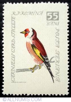 55 Bani - European Goldfinch