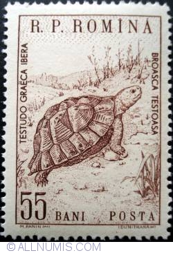 Image #1 of 55 Bani -  Spur-thighed Tortoise (Testudo graeca)