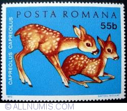 55 Bani - Roe Deer (Capreolus capreolus)