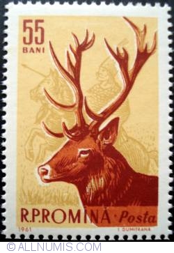 Image #1 of 55 Bani - Deer