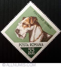 55 Bani 1965 - Fox Terrier