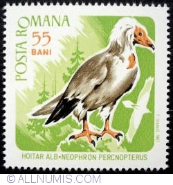 55 Bani - Egyptian Vulture (Neophron percnopterus)