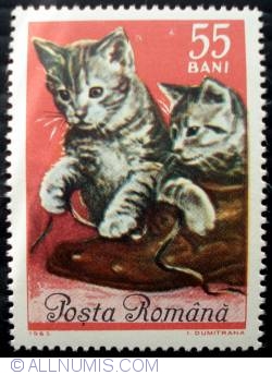 Image #1 of 55 Bani - European Cat