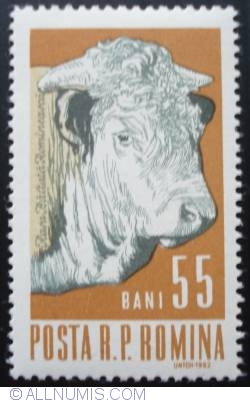 55 Bani - Male Cattle (Bos primigenius taurus)