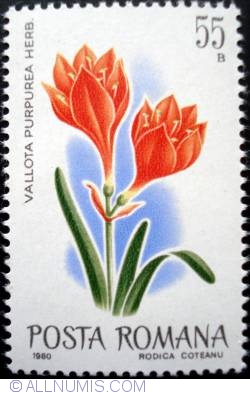 55 Bani - Vallota Purpurea Herb