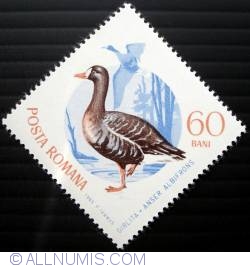 60 Bani - Greater White-fronted Goose (Anser albifrons)