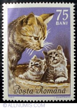 Image #1 of 75 Bani - Specie de pisica europeana