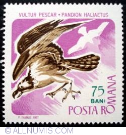 75 Bani - Vultur pescar (Pandion haliaetus)