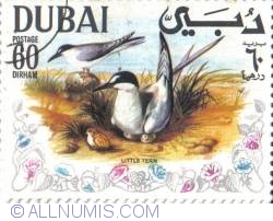 60 dirham Little Tern