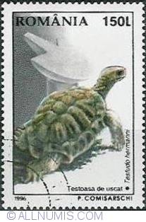150 Lei - Dry turtle (Testudo hermanni)
