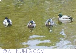 Image #1 of Ducks