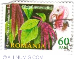 60 Bani - Amarantlius caudatus L.