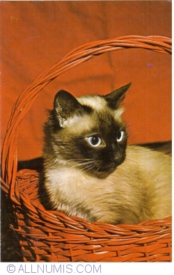 Image #1 of Cat